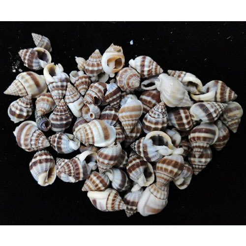 Craft Shells (100 grams) (SAVK-37)